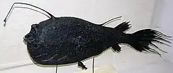 The male of the anglerfish species Ceratias holboelli lives as a tiny sexual parasite permanently attached below the female's body.