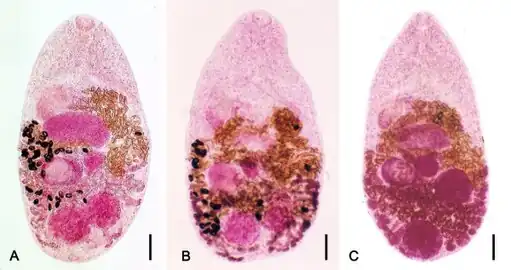 Morphology -a) Metagonimus yokogawai, b) Metagonimus takahashii, and c) Metagonimus miyatai.