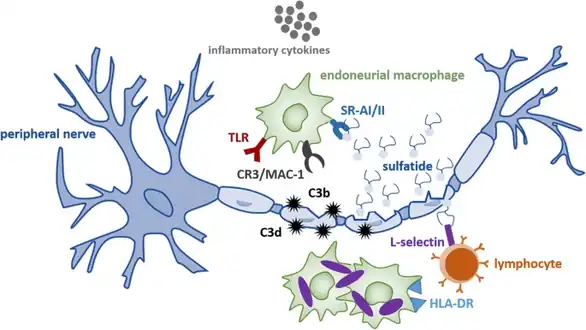 Hypothetical neuroimmune activation model leading to a cycle of demyelination in metachromatic leukodystrophy[12]