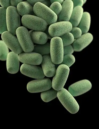 Image of a cluster of barrel-shaped, Clostridium perfringens bacteria