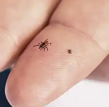 On the left is an adult i. specularis (deer tick). On the right is a nymph (young stage) of the same species.