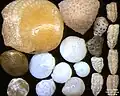 Foraminifera of Indian Ocean, south-eastern coast of Bali, field width 5.5&nbsp;mm