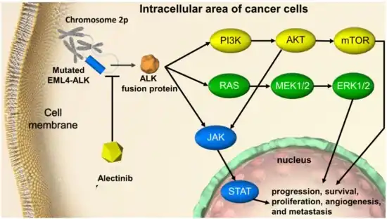 ALK-rearrangement-targeted cancer therapy in non-small cell lung cancer[12]