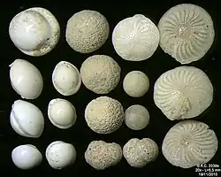 Foraminifera of Pag Island, Adriatic Sea -60 m, field width 5.5&nbsp;mm
