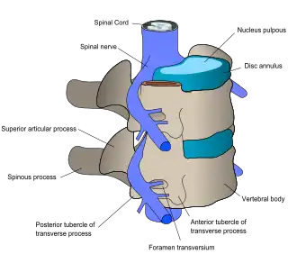 diagram of vertebrae and spinal nerves