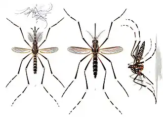 Adults of the yellow fever mosquito A. aegypti: The male is on the left, females are on the right. Only the female mosquito bites humans to transmit the disease.