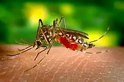 Aedes aegypti feeding