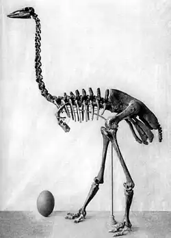 Skeleton of an extinct elephant bird, with 17 cervical vertebrae