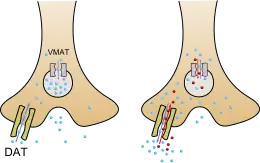 An image of methamphetamine pharmacodynamics