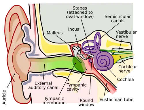 Anatomy of the human right ear. Brown is outer ear.
Red is middle ear.
Purple is inner ear.