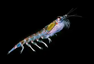 Ocean warming is changing the distribution of the keystone species Antarctic krill.