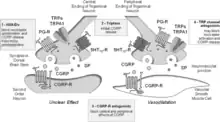 Mechanisms of action of antimigraine treatments in chronic migraine[153]