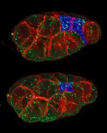 apical constriction in C. elegans