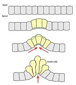 apical constriction of bottle cells initiates invagination.
