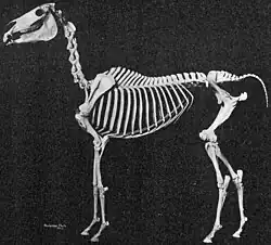 Arabian horse skeleton with five lumbar vertebrae and 17 ribs