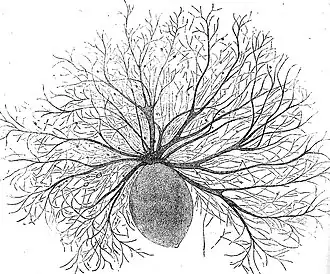 Oodinium, a genus of parasitic dinoflagellates, causes velvet disease in fish.