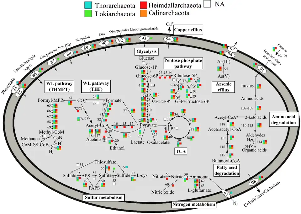 Metabolic pathways of Asgard archaea, varying by phyla, now de-ranked