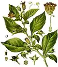 Deadly nightshade, Atropa belladonna, yields tropane alkaloids including atropine, scopolamine and hyoscyamine.