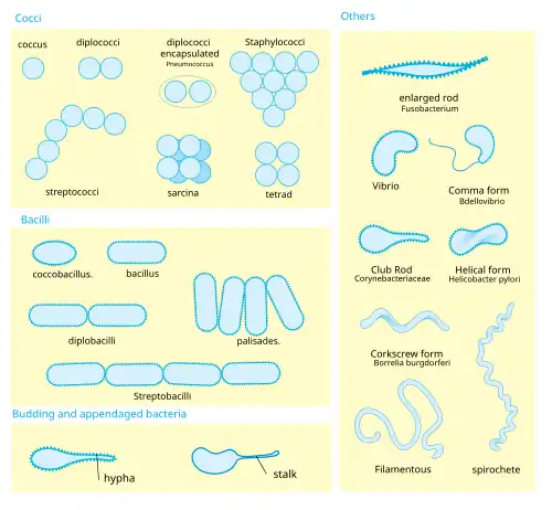 Chart displaying varieties of bacterial morphology: Cocci (coccus, diplococci, encapsulated diplococci, staphylococci, streptococci, sarcina, tetrad); Bacilli (bacillus, coccobacillus, diplobacilli, palisades, streptobacilli); Budding and appendages (hyphae, stalk); Others (enlarged rod, vibrio, comma form, club rod, helical form, corkscrew form, filamentous, spirochete)