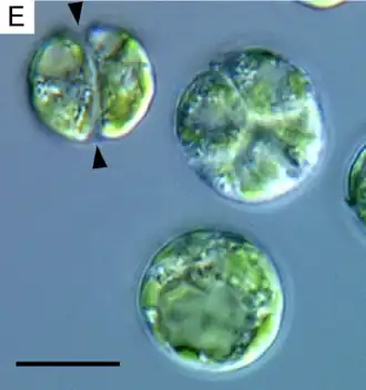 Binary and quaternary cell divisions of Lotharella globosa. Arrowheads indicate the parental cell wall.Scale bar = 10&nbsp;μm