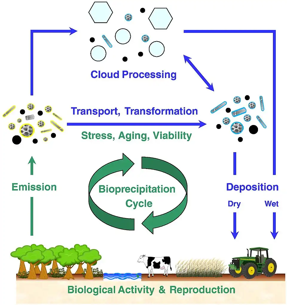 Global bioaerosol cycling After emission from the biosphere, bioaerosol particles interact with other aerosol particles and trace gases in the atmosphere and can be involved in the formation of clouds and precipitation. After dry or wet deposition to the Earth's surface, viable bioparticles can contribute to biological reproduction and further emission. This feedback can be particularly efficient when coupled to the water cycle (bioprecipitation).