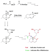 Biosynthesis using Diels-Alder catalyzed cyclization