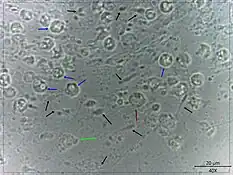 photomicrograph