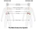 Male endocrine system