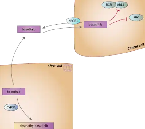 Bosutinib metabolism and drug targets [14]