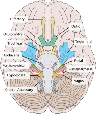 Inferior view of the human brain, with the cranial nerves labeled.