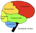 Four cerebral lobes and cerebellum:&nbsp;&nbsp;Occipital lobe&nbsp;&nbsp;Parietal lobe&nbsp;&nbsp;Frontal lobe&nbsp;&nbsp;Temporal lobe
