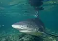 The bull shark ranks as the third most fatal in unprovoked attacks