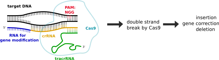 A duplex of crRNA and tracrRNA acts as guide RNA to introduce a specifically located gene modification based on the RNA 5' upstream of the crRNA. Cas9 binds the tracrRNA and needs a DNA binding sequence (5'NGG3'), which is called protospacer adjacent motif (PAM). After binding, Cas9 introduces a DNA double strand break, which is then followed by gene modification via homologous recombination (HDR) or non-homologous end joining (NHEJ).