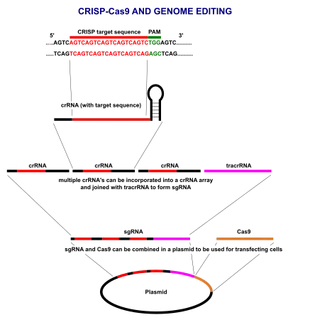 Overview of CRISPR-Cas9 plasmid construction