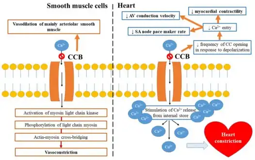 Mechanism of calcium channel blockers[30]