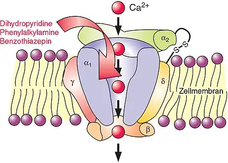 A calcium channel embedded in a cell membrane.
