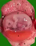Opened uterus with cat fetus in midgestation: 1 umbilicus, 2 amniotic sac (chorion and amnion), 3 allantois