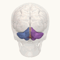 Animation &nbsp;&nbsp;Left cerebellar hemisphere&nbsp;&nbsp;Right cerebellar hemisphere