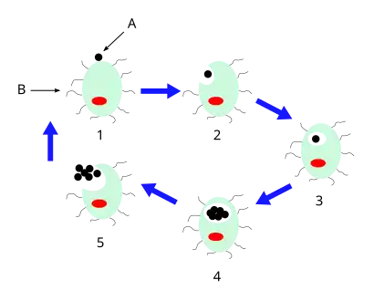 Life cycle of Chlamydia pneumoniae. A — Chlamydia elementary body. B — Lung cell. 2 — Chlamydia enters the cell. 3—Elementary body becomes a reticulate body. 4 — Replication. 5 — Reticulate bodies become elementary bodies and are released to infect other cells.[citation needed]