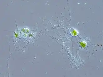 Chlorarachnion, a genus of photosynthetic cercozoans