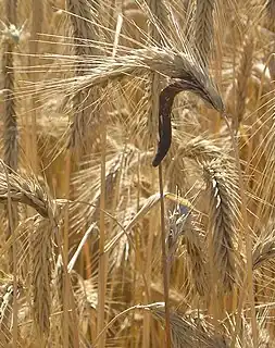 Claviceps purpurea fungal sclerotium growing on barley