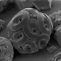 Coccolithophore covered in coccoliths