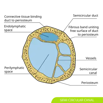 Transverse section of a human semicircular canal and duct