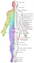 Major dermatomes and cutaneous nerves (posterior view)