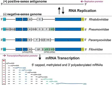 The genome organization and RNA synthesis of order Mononegavirales
