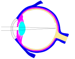 This svg file was configured so that the rays, diaphragm and crystalline lens are easily modified