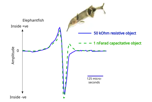 Electrolocation of capacitative and resistive objects in elephantfish. The fish emits brief pulses from its electric organ; its electroreceptors detect signals modified by the electrical properties of the objects around it.