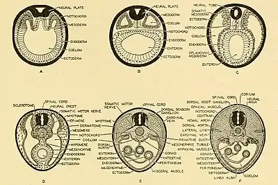 Embryogenesis and ontogenesis in vertebrates