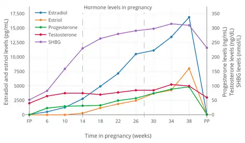 Levels of sex hormones and SHBG during pregnancy in women. The dashed vertical lines separate the trimesters. Determinations were via radioimmunoassay.