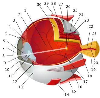 1:posterior segment 2:ora serrata 3:ciliary muscle 4:ciliary zonules 5:Schlemm's canal 6:pupil 7:anterior chamber 8:cornea 9:iris 10:lens cortex 11:lens nucleus 12:ciliary process 13:conjunctiva 14:inferior oblique muscule 15:inferior rectus muscule 16:medial rectus muscle 17:retinal arteries and veins 18:optic disc 19:dura mater 20:central retinal artery 21:central retinal vein 22:optic nerve 23:vorticose vein 24:bulbar sheath 25:macula 26:fovea  27:sclera 28:choroid 29:superior rectus muscle 30:retina
